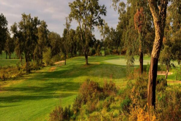 Riba Golfe 4